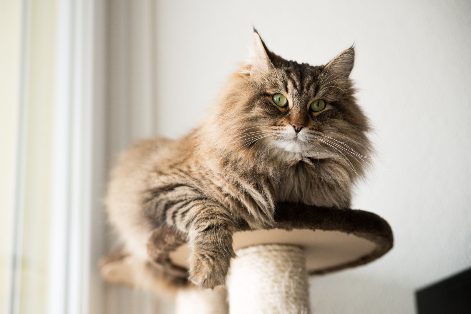 Maine Coon Kittens for Sale – Your New Best Friend Awaits