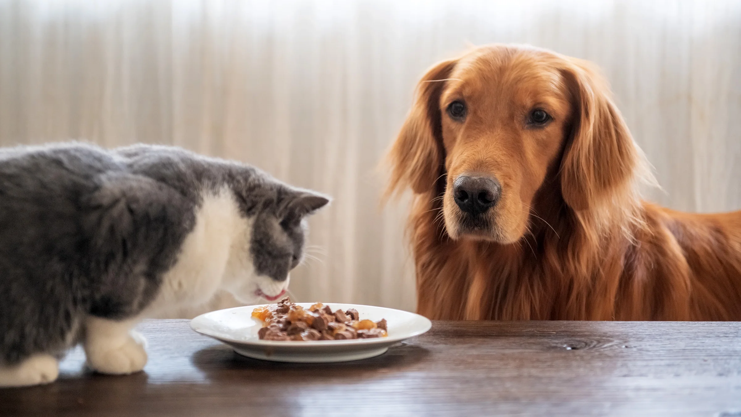 Nature’s Blend Dog Food Canada – Natural Ingredients, Healthy Dogs