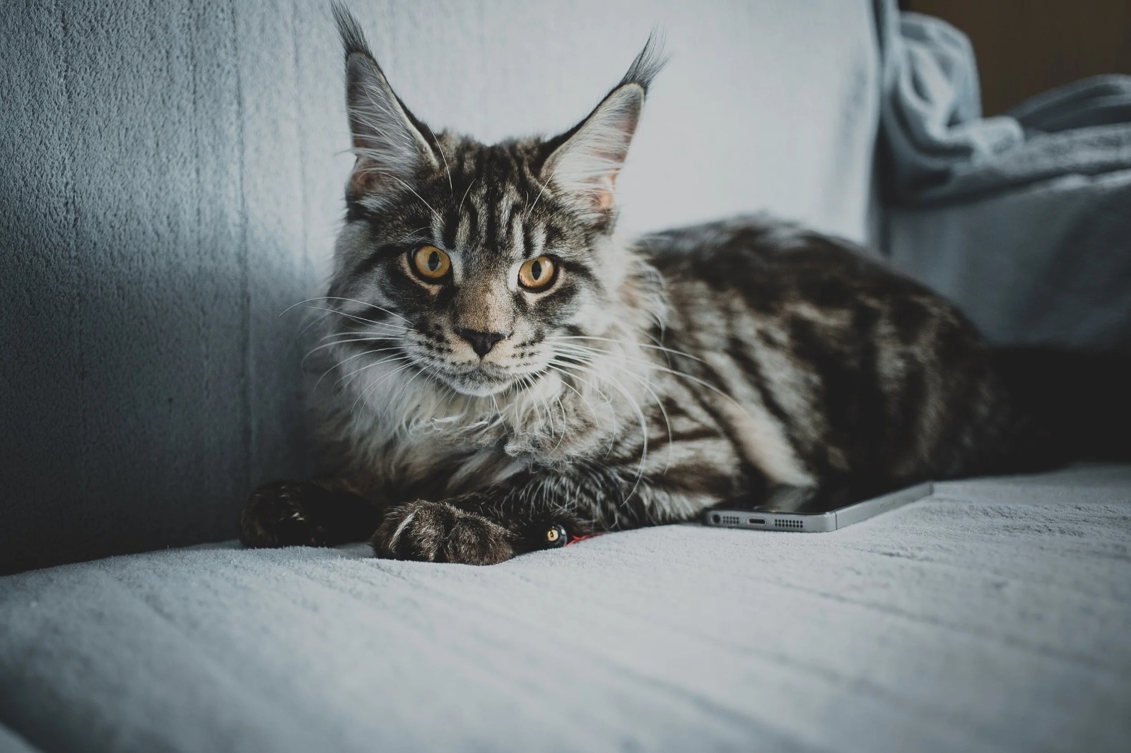 Gorgeous Maine Coon Kittens for Sale Bay Area – Visit Today