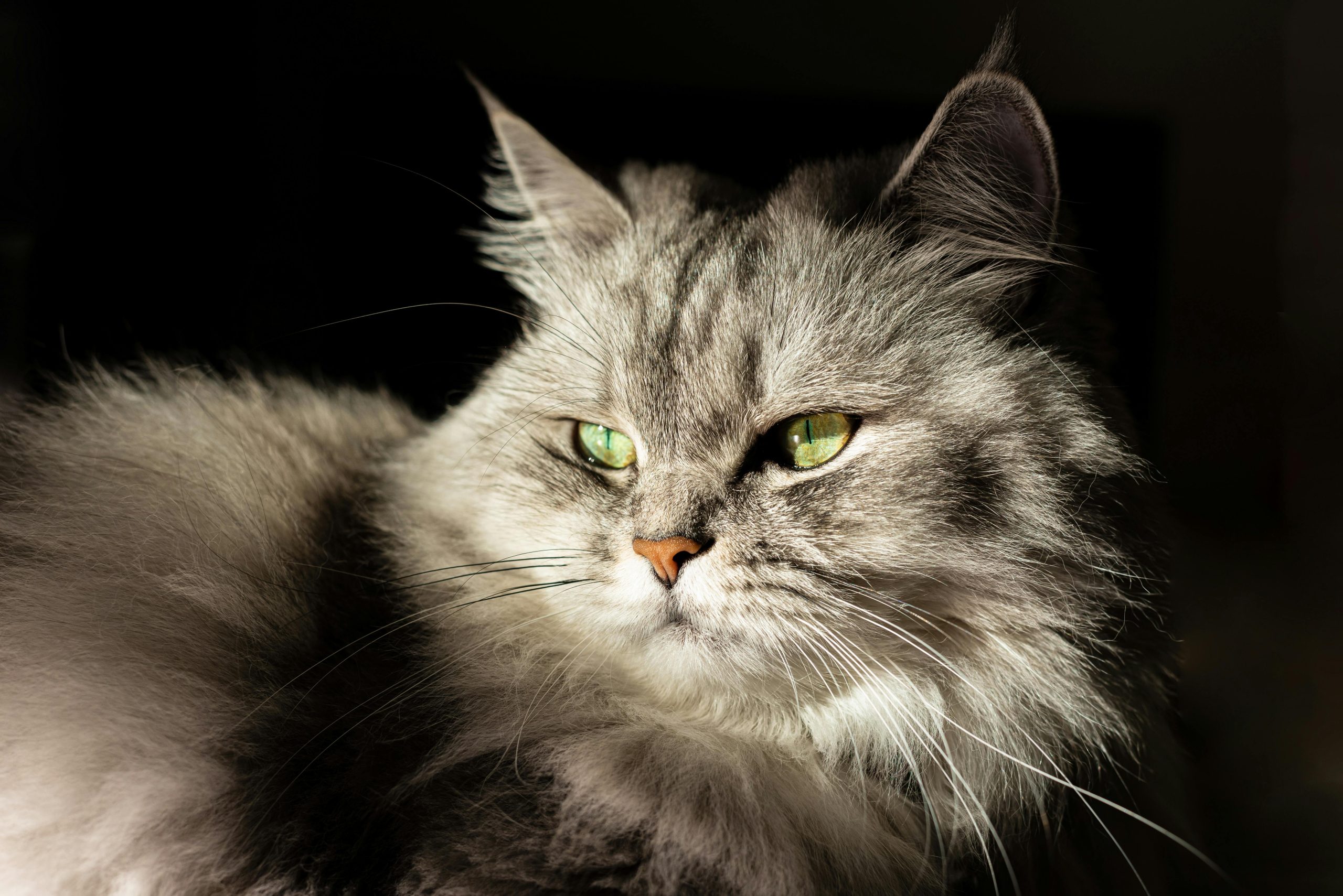 Find Adorable Maine Coon Kittens for Sale California | Trusted Breeder